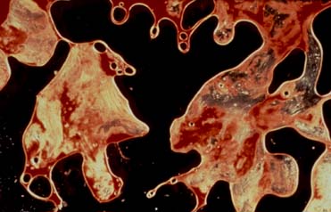 Andres Serrano. Semen & Blood I