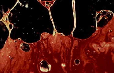 Andres Serrano. Semen & Blood II